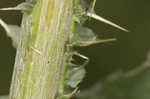 Nodding plumeless thistle